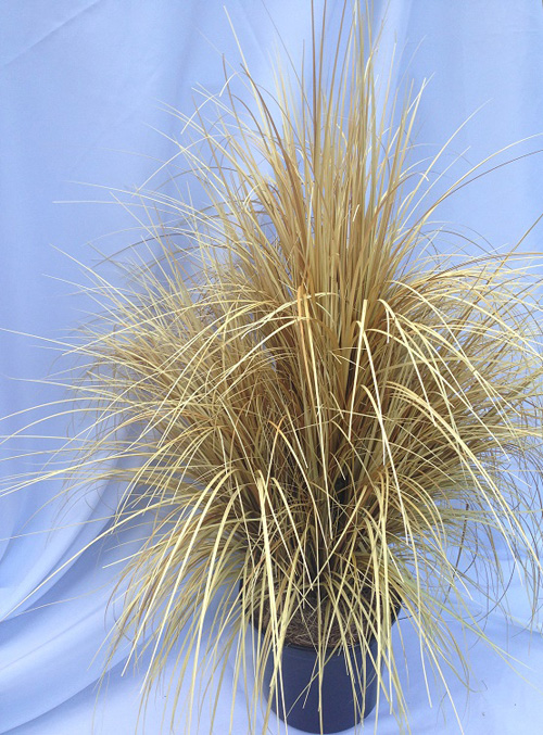 Dry Grass 3' 6 - Artificial Trees/Floor Plants - Spooky Halloween Grass